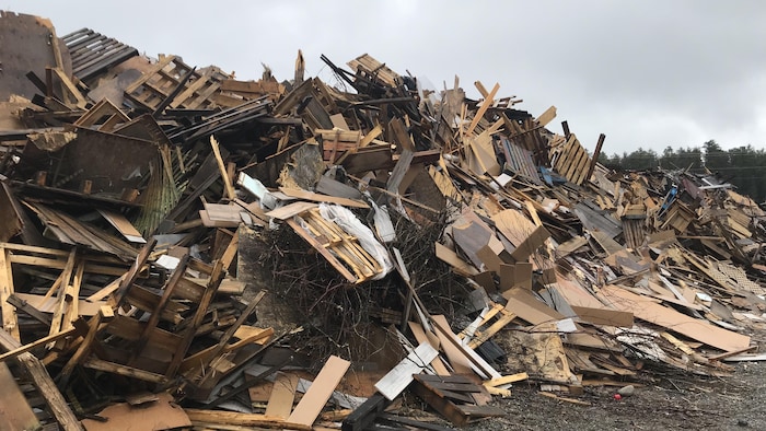 D'énormes quantités de bois sont empilées dans un écocentre.