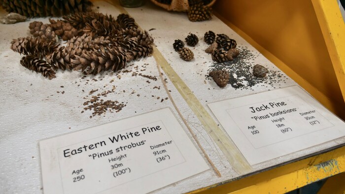 On aperçoit des cocottes de pins blancs et leurs graines sur un tableau de présentation.