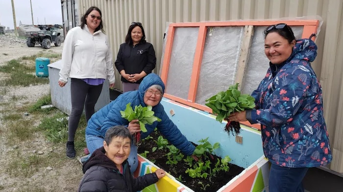 Des femmes récoltent des légumes dans une plate-bande collée contre un bâtiment au Nunavik.