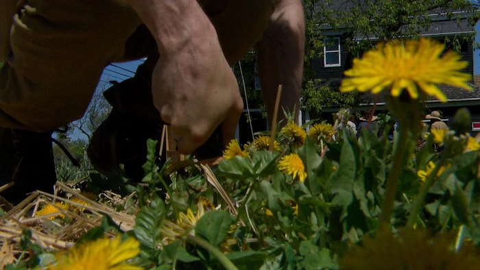Un homme accroupi jardine. Il y a plusieurs pissenlits au sol.