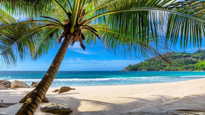 Une plage paradisiaque dans les Caraïbes. 