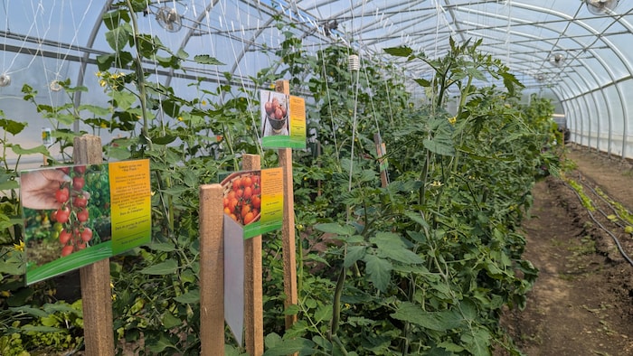 De petites affiches ont été ajoutées pour décrire les plants.