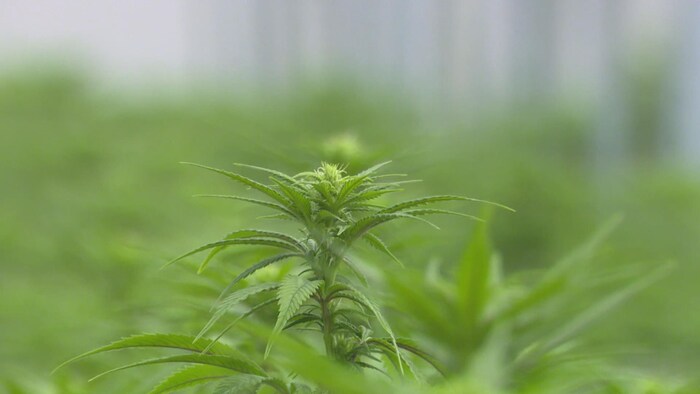 Le Nouveau-Brunswick est un pionnier de la formation des employés de l'industrie du cannabis au Canada.