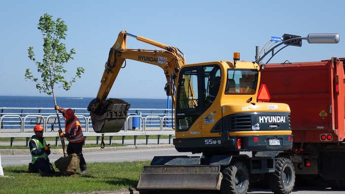 Des employés de la Ville de Rimouski sont au travail pour planter les 70 érables. 