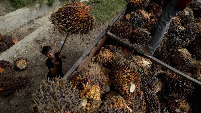 Un travailleur utilise un outil pour lancer les fruits de palmiers à huile dans un conteneur bien rempli.
