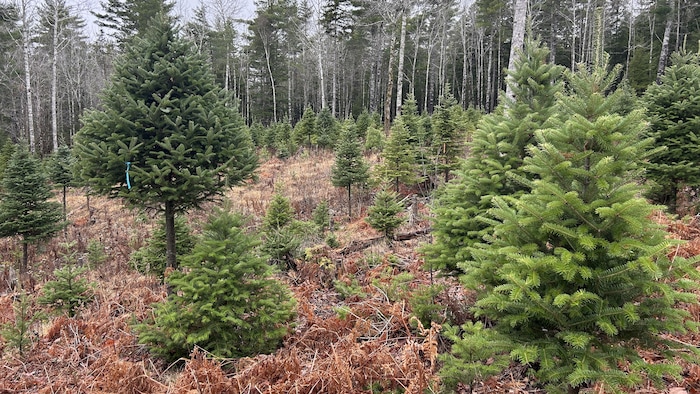 De petits sapins se dressent sur une terre.