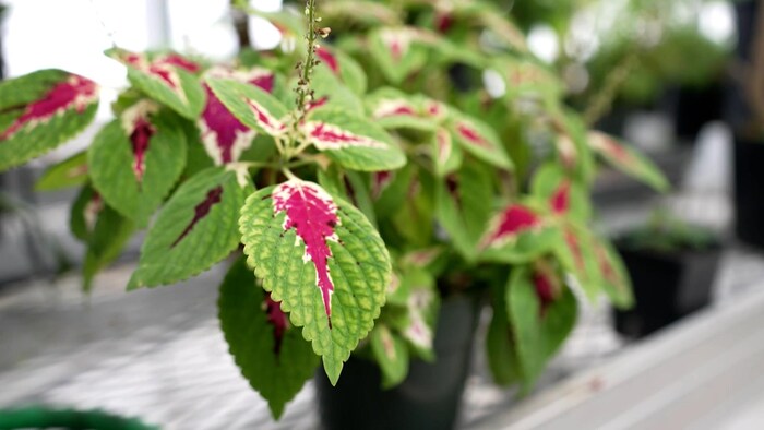 Une plante dans un pot.