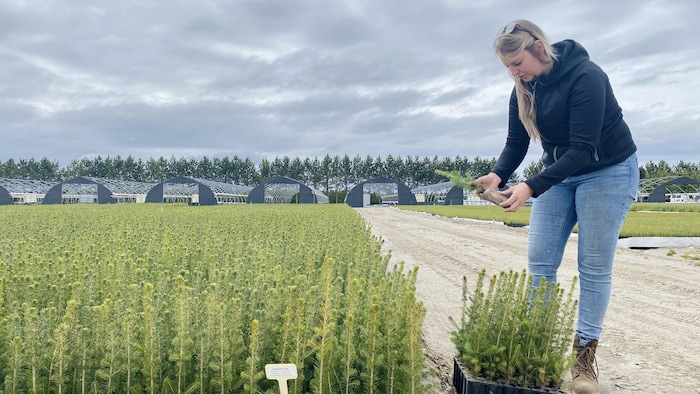 Une femme tient un plant forestier dans ses mains.