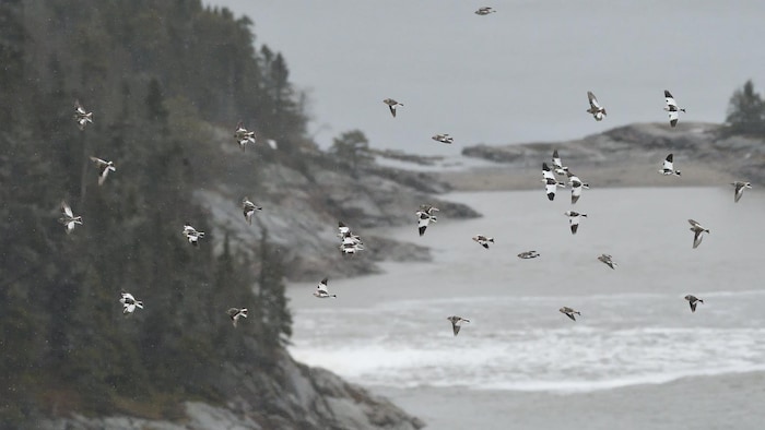 Une nuée d'oiseaux noirs et blancs sur fond de falaise en bord d'eau.