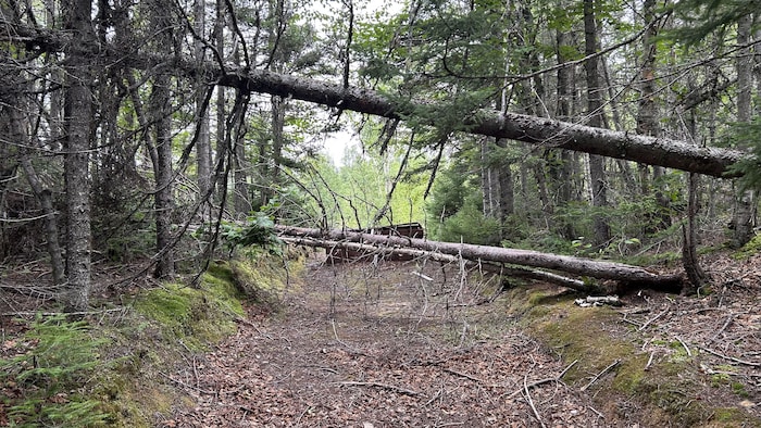 Des arbres effondrés sur le chemin.
