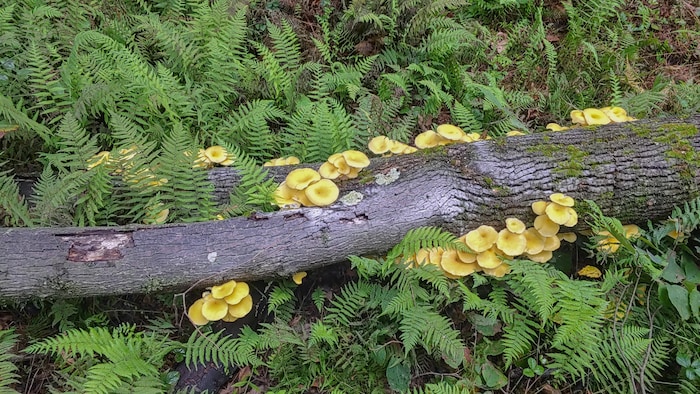 Un tronc d'arbre mort est couché parmi des fougères. Des champignons jaunes en sortent.