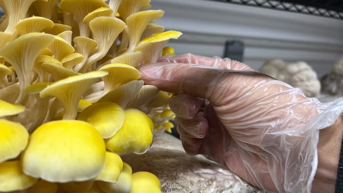 Une personne, dont la main est gantée, inspecte les champignons.