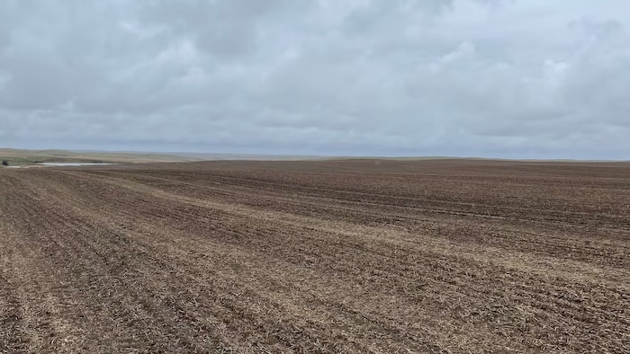 Après plusieurs années consécutives de sécheresse, les précipitations abondantes, particulièrement observées au cours des deux dernières semaines dans le sud de la Saskatchewan, redonnent vie aux sols agricoles en prévision de la saison des récoltes. Le 8 mai 2024.