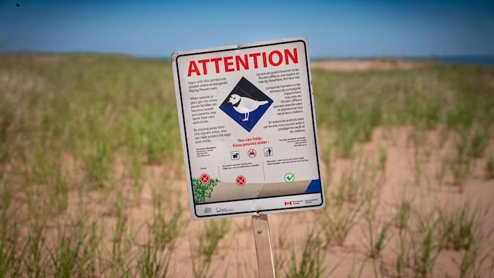 Un écriteau sur une plage avec le mot ATTENTION, un pictogramme d'oiseau et un message expliquant que les pluviers siffleurs font leurs nids à cet endroit.