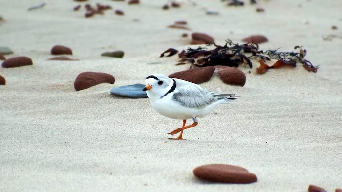 Un pluvier siffleur sur une plage.