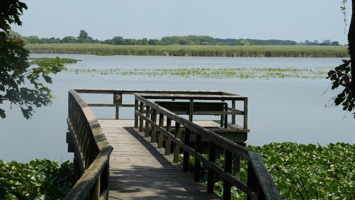 Marais dans le parc national de la Pointe-Pelée