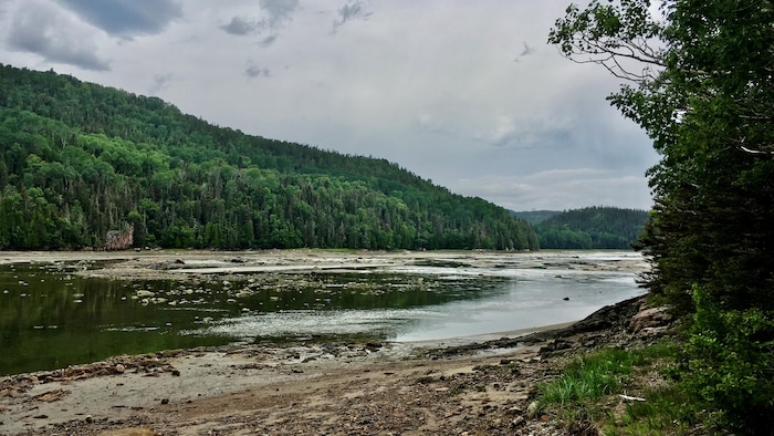 Forêt dense bordant une rive sablonneuse et rocailleuse à marée basse sous un ciel nuageux.