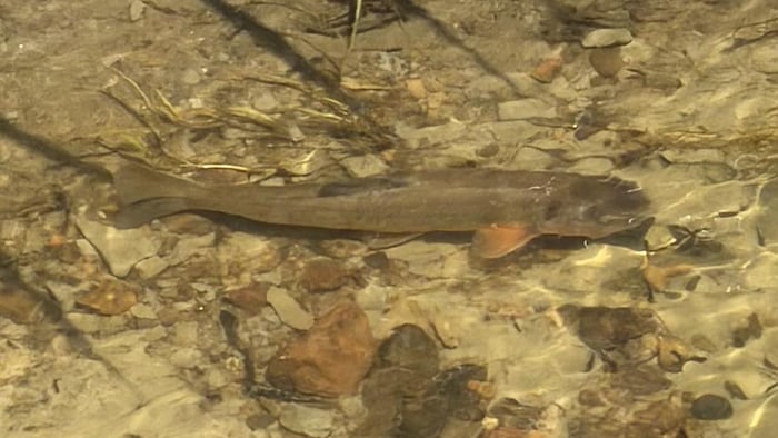 Un poisson qui nage.