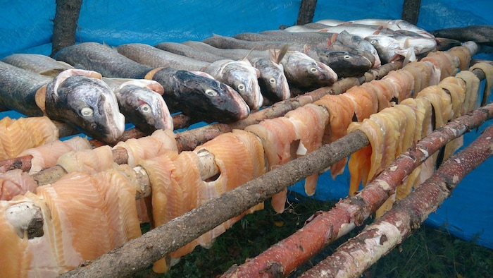 Des filets de saumon posés sur des rondins de bois et des poissons entiers.
