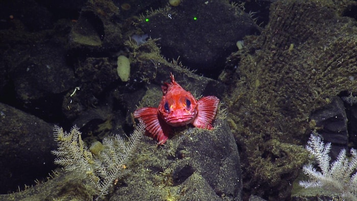 Un poisson, le sébaste à œil épineux, est repéré par le droïde sous-marin Dellwood Seamount.