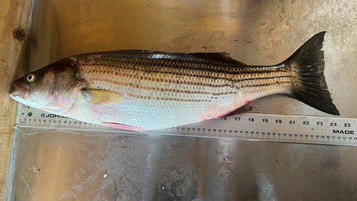 Un poisson le long d'une règle sur une table en métal.