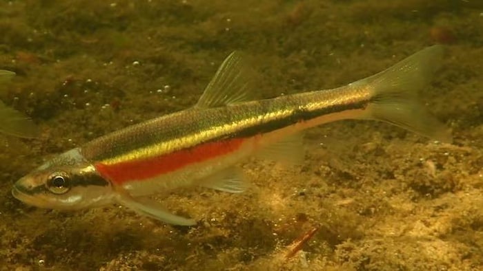 Un poisson avec une bande rouge vif.