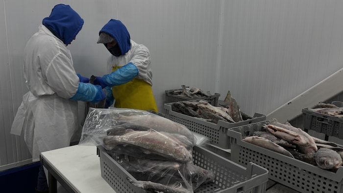 Deux employés manipulent des poissons congelés.