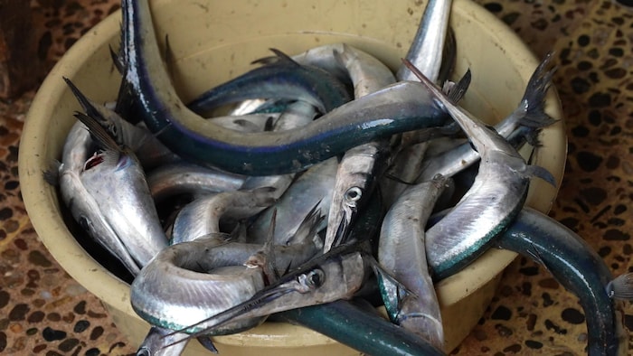 A tub filled with needlefish.