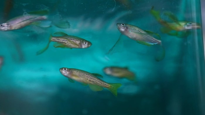 Des poissons-zèbres dans l'aquarium d'un laboratoire.