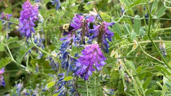Un bourdon est posé sur une fleur.