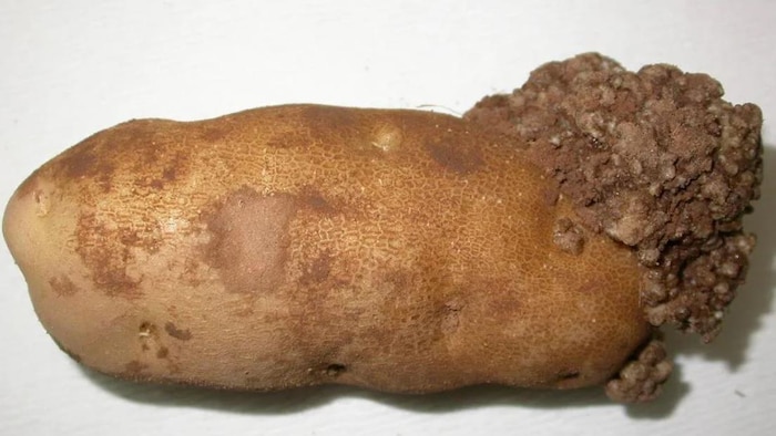 Un champignon sur une pomme de terre.