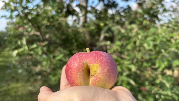 Une pomme est tenue dans une main.