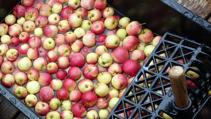 Un bac rempli de pommes dans l'eau.