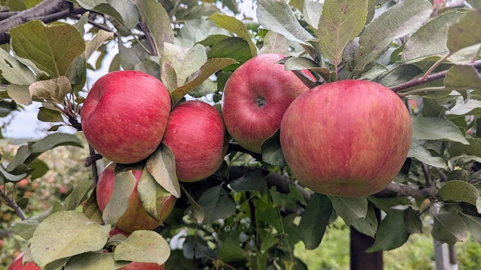 Gros plan sur des pommes rouges dans un pommier.