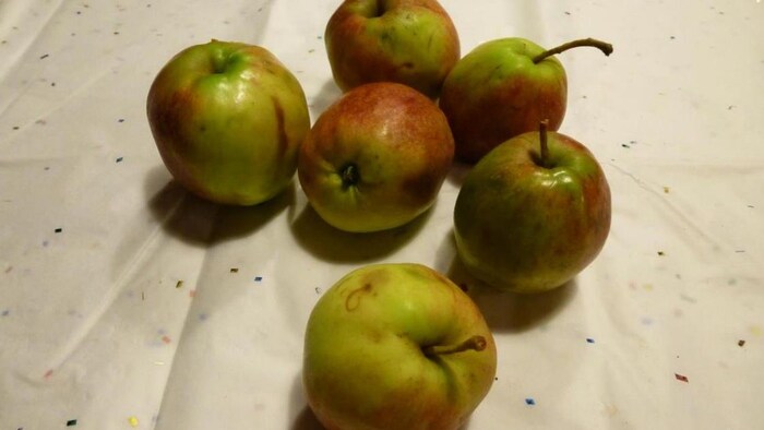 Des pommes sauvages sur un papier