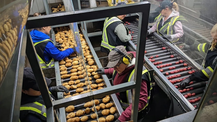 Des travailleuses dans une usine examinent des pommes de terre sur des convoyeurs.