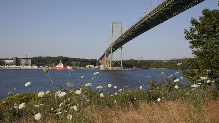 Des fleurs sauvages sur le rivage et à droite, le pont qui enjambe le havre.