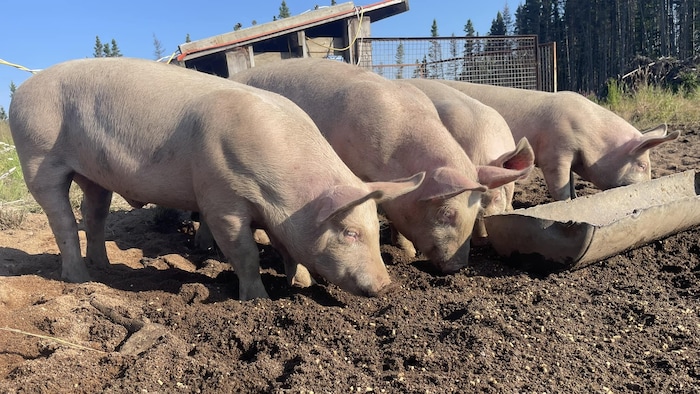 Quatre cochons dans un jardin mangent au sol. 