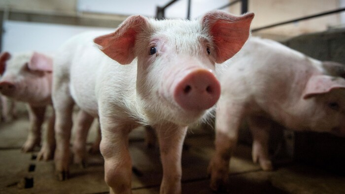 Élevage de porc à la ferme Meloporc, à Saint-Thomas de Joliette, au Québec.