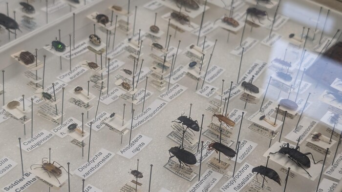 Portes ouvertes sur 19 millions d’insectes à Ottawa | Radio-Canada