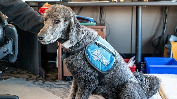 Roxy, le chien d’assistance.