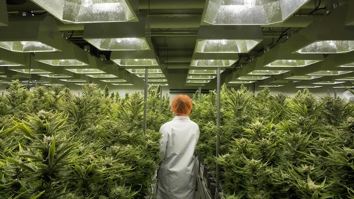 Une femme marche entre des plants de cannabis dans une serre.