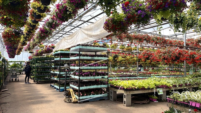 Des plantes et des fleurs dans un centre de jardinage.