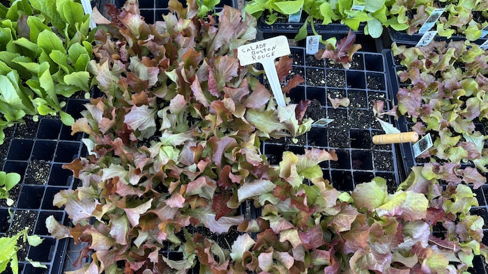 Une vue en plongée montre des plateaux de semis remplis de jeunes pousses de salade Boston rouge aux teintes vertes et pourpres. Une étiquette blanche manuscrite identifie la variété de plante au milieu des godets de terre.