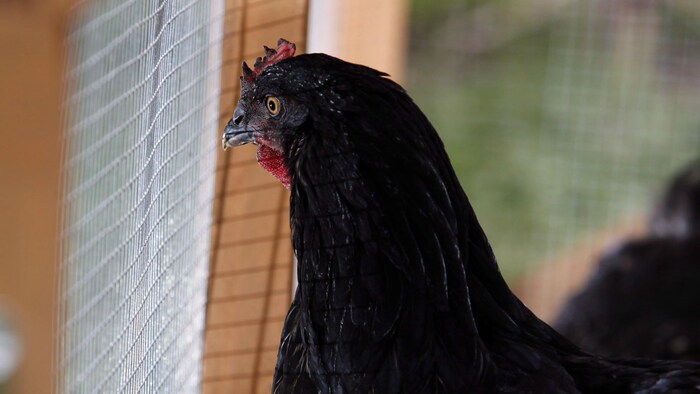 Une poule noire de profil devant un enclos en bois. Elle regarde dans le néant d'un air songeur.