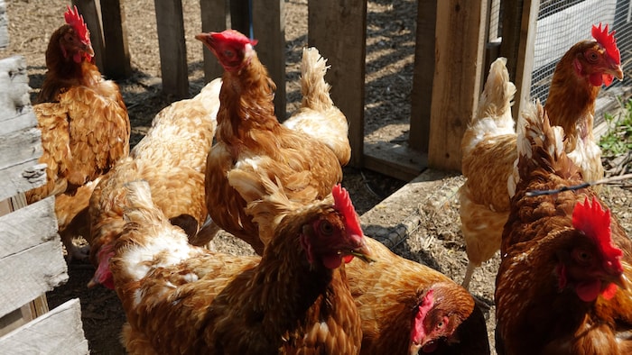 Des poules brunes sortent d'un poulailler.