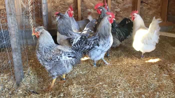 Les poules offrent des oeufs frais tous les matins. On en aperçoit plusieurs dans le poulailler.