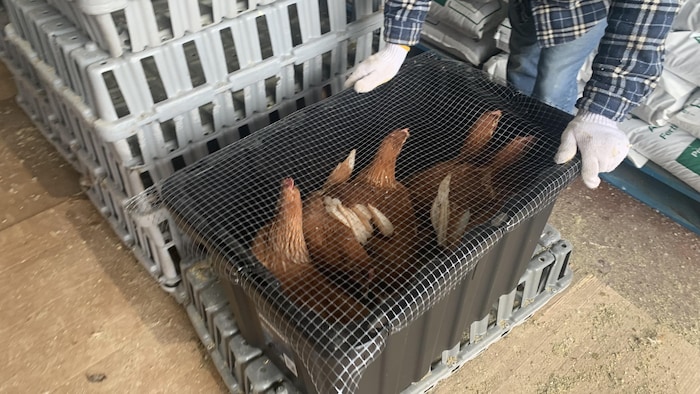 Un bac en plastique noir couvert de broche à poule, avec des poules dedans.