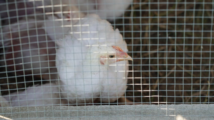 Un coq à chair à travers le grillage d'un poulailler.