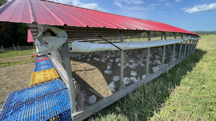 Un poulailler en plein champ, contenant plusieurs dizaines de poulets.